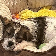Wolfgang joined the competition — help win amazing prizes! dog, sleeping, bed, blanket, plush, cozy, fur, pet, rest, cute, animal, indoors, soft, knitted_toy, relaxing, comfort, nap, cute_pet, small_dog, fur_texture