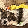 dog, sleeping, bed, blanket, plush, cozy, fur, pet, rest, cute, animal, indoors, soft, knitted_toy, relaxing, comfort, nap, cute_pet, small_dog, fur_texture