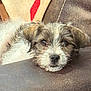 Wolfgang joined the competition — help win amazing prizes! puppy, dog, resting, sleepy, fur, white, brown, closeup, leather, couch, blanket, cozy, cute, pet, indoors, animal, face, young, relaxed, comfort