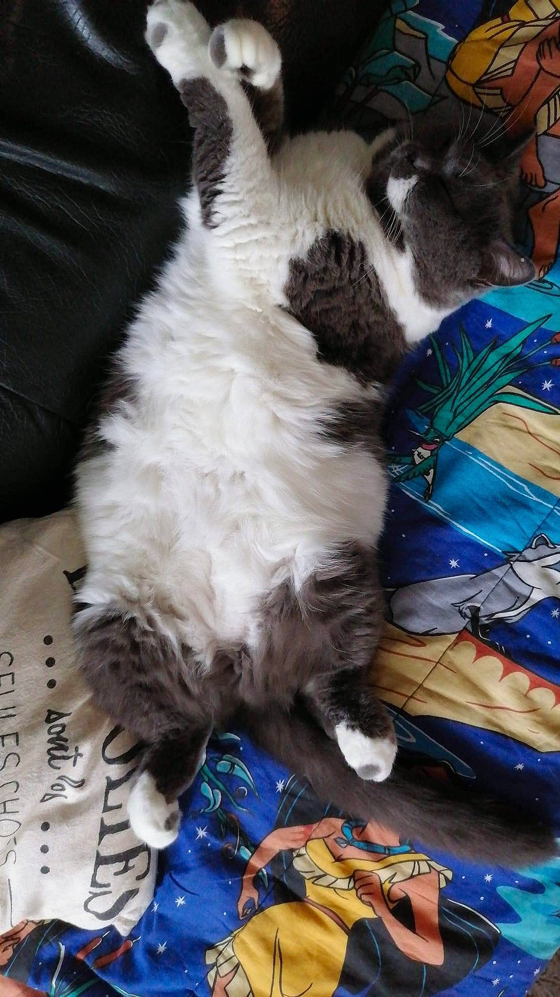 Shynese participe au concours pour gagner de l'argent avec cette photo : birman, carnivore, cat, claw, felidae, kitten, paw, ragdoll, small_to_medium_sized_cats, snowshoe, whiskers