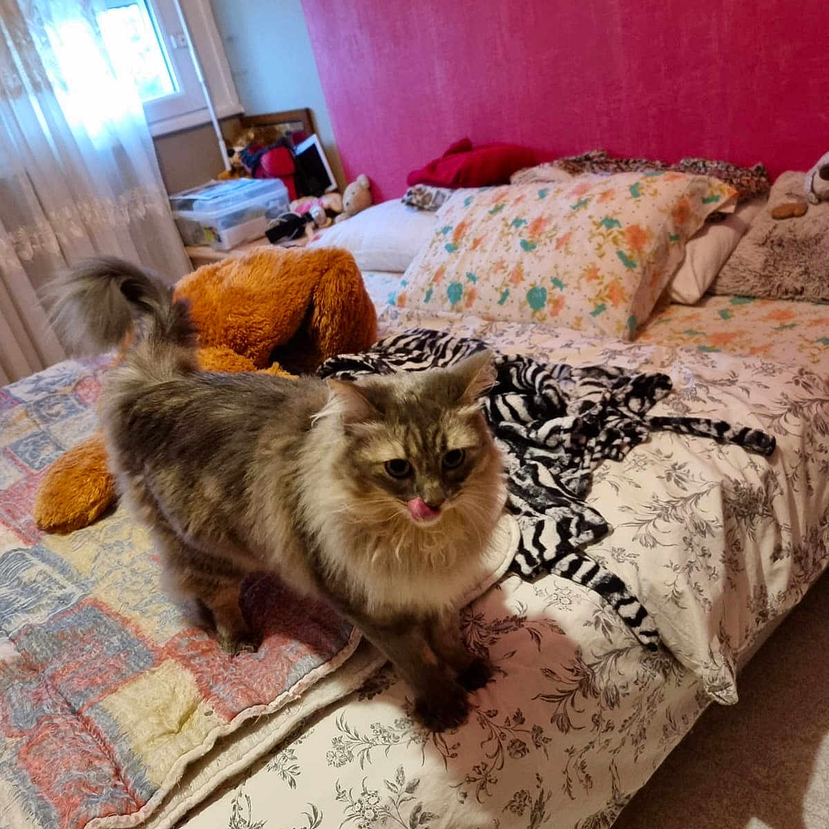 Kitty