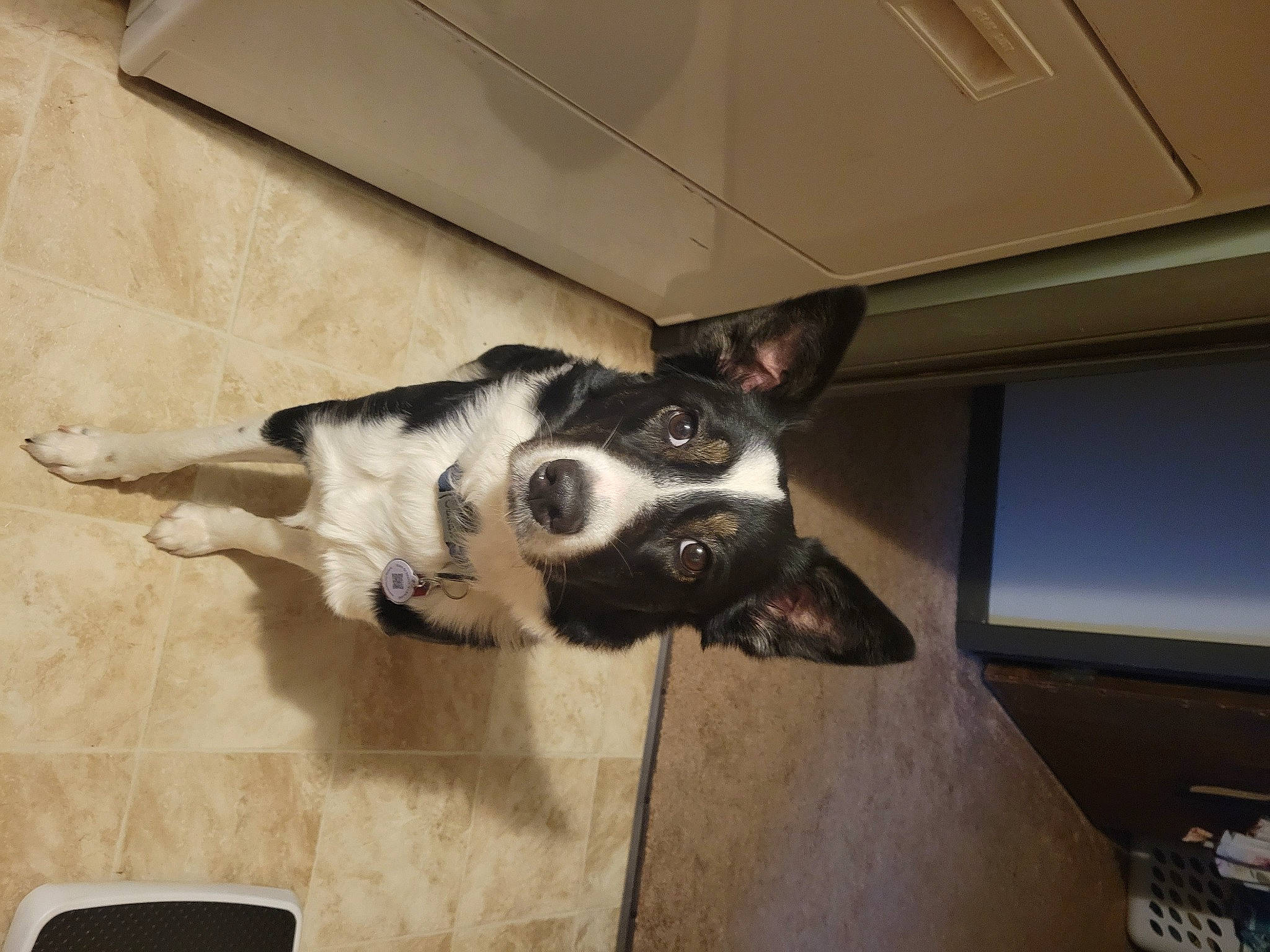 Rayn is registered to the contest to win money with this photo: canidae, carnivore, companion_dog, dog, dog_breed, fawn, floor, flooring, fur, guard_dog, hardwood, non_sporting_group, paw, snout, sporting_group, tail, whiskers, wood, working_animal, working_dog