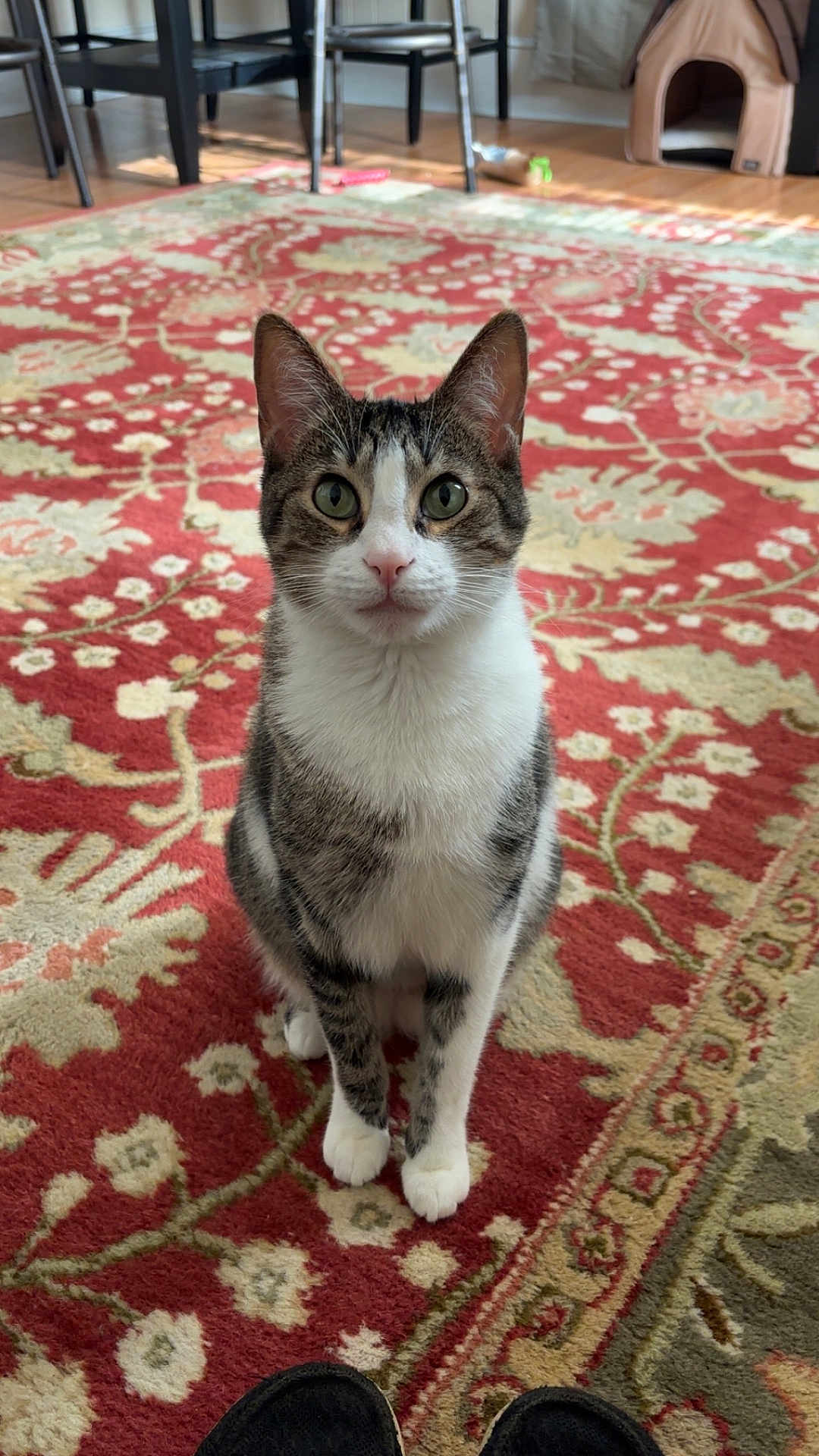 Hank joined the competition — help win amazing prizes! cat, tabby_cat, pet, indoor, rug, patterned_rug, sitting, looking_at_camera, green_eyes, paws, ears, whiskers, furniture, chair, cat_bed, hardwood_floor, floor, portrait, domestic_animal, home