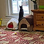 Hank is registered to the contest to win money with this photo: cat, tabby_cat, window, snow_outside, pet_bed, cat_house, toy, rug, wooden_dresser, vase, flowers, windowsill, cozy, indoor, home_interior, looking_out, floor, winter, furniture, handmade_bed