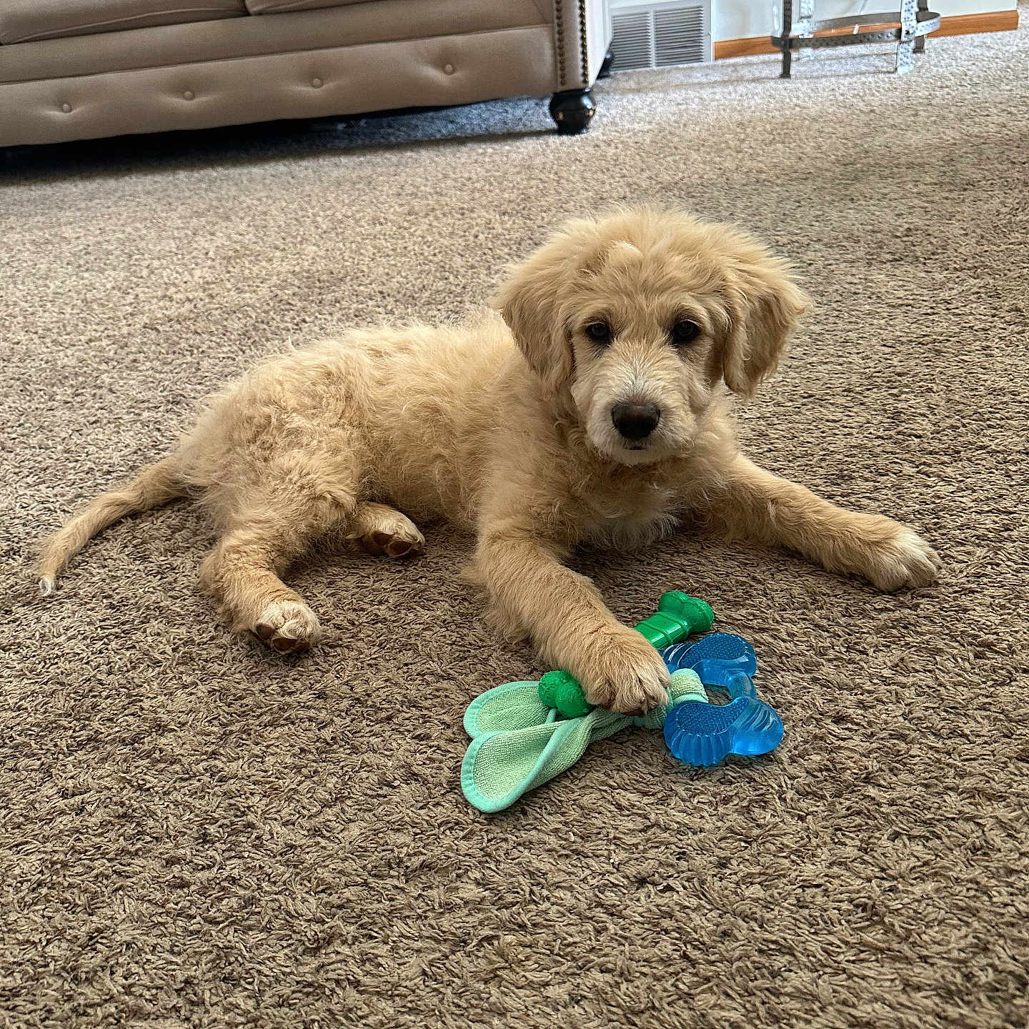 Teddy