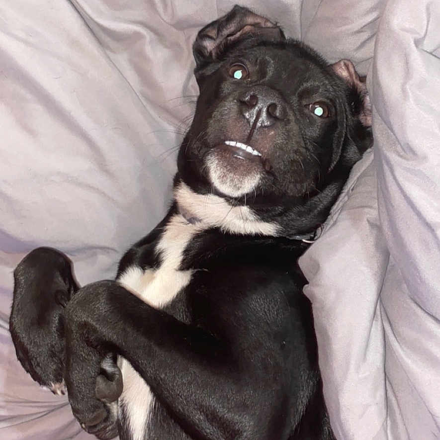 Archie