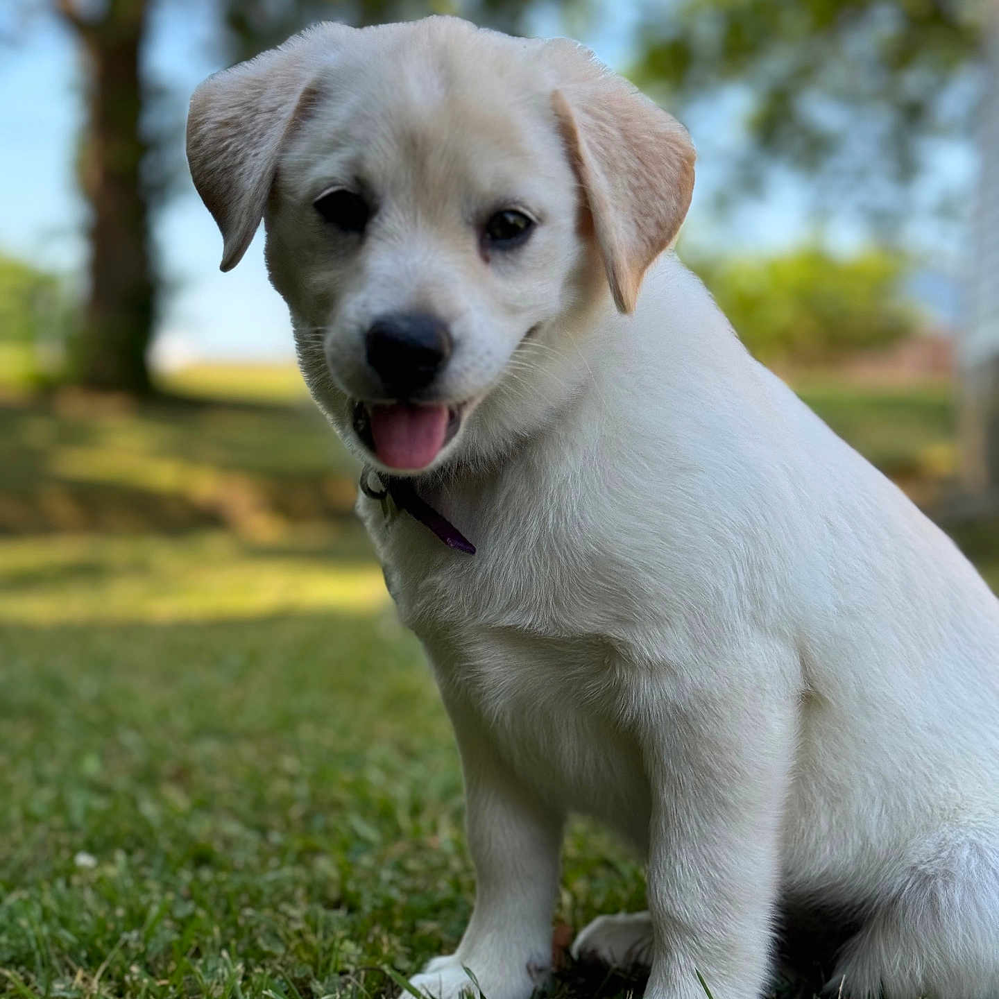 Annie is registered to the contest to win money with this photo: animal, beagle, bodypart, canine, dog, eskimodog, field, goldenretriever, grass, grassland, hound, labradorretriever, lawn, nature, outdoors, pet, plant, puppy, tree, whitedog
