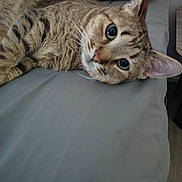 Duck joined the competition — help win amazing prizes! tabby_cat, cat, pet, feline, animal, lying_down, gray_surface, red_pillow, whiskers, ears, eyes, fur, domestic_cat, indoor, resting, close_up, curious, cute, striped, relaxed
