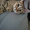 tabby_cat, cat, pet, feline, animal, lying_down, gray_surface, red_pillow, whiskers, ears, eyes, fur, domestic_cat, indoor, resting, close_up, curious, cute, striped, relaxed