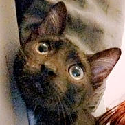 Earl joined the competition — help win amazing prizes! animal, black, blur, brown, cat, close_up, curious, cute, ears, expression, face, feline, fur, indoor, light, looking, pet, shadow, whiskers, wide_eyes