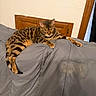 animal, bed, bedroom, blanket, brown_fur, cat, ears, feline, green_eyes, indoors, lounging, lying_down, pet, relaxed, striped_fur, tabby, tail, whiskers, window, wooden_door
