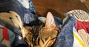 Holly joined the competition — help win amazing prizes! animal, bedroom, blanket, cat, close_up, cozy, ears, feline, indoors, pet, portrait, relaxed, resting, sleeping, sneaker, striped_fur, tabby_cat, warm_lighting, whiskers, wooden_floor