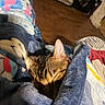 Holly joined the competition — help win amazing prizes! cat, tabby_cat, sleeping, resting, pet, animal, feline, whiskers, ears, striped_fur, blanket, cozy, bedroom, wooden_floor, sneaker, indoors, portrait, close_up, warm_lighting, relaxed