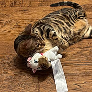 Holly is registered to the contest to win money with this photo: animal, black, brown, cat, close_up, ears, indoor, lying_down, paws, pet, playing, plush_toy, striped_fur, tabby_cat, tail, toy, whiskers, white, wooden_floor, wrestling