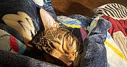 Holly is registered to the contest to win money with this photo: cat, tabby_cat, sleeping, pet, animal, feline, whiskers, ears, face, fur, brown_fur, striped_fur, blanket, cozy, bed, bedding, indoors, home, wood_floor, relaxed