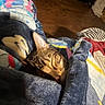 Holly is registered to the contest to win money with this photo: animal, bed, bedding, blanket, brown_fur, cat, cozy, ears, face, feline, fur, home, indoors, pet, relaxed, sleeping, striped_fur, tabby_cat, whiskers, wood_floor