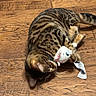 Holly joined the competition — help win amazing prizes! action, animal, bengal_cat, brown, cat, close_up, feline, funny, home, indoor, lying_down, pet, playing, plush_mouse, ribbon, spotted, striped, toy, whiskers, wooden_floor