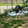 animal, backyard, chain_link_fence, dirt, dog, fence, flowers, funny, garden, grass, greenery, outdoors, plants, shadow, shredded_material, sniffing, standing, sunlight, toy, white_fluff