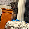 animal, bed, black_dog, blanket, calendar, canine, dog, doorway, ears, face, furniture, head, heater, indoors, pet, pit_bull, portrait, striped_bedding, tongue, wooden_cabinet