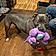 Zuse