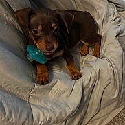 Cruz is registered to the contest to win money with this photo: animal, blanket, brown, carpet, cozy, cute, dog, domestic, ears, fur, indoor, pacifier, paw, pet, playful, puppy, resting, small, snout, young