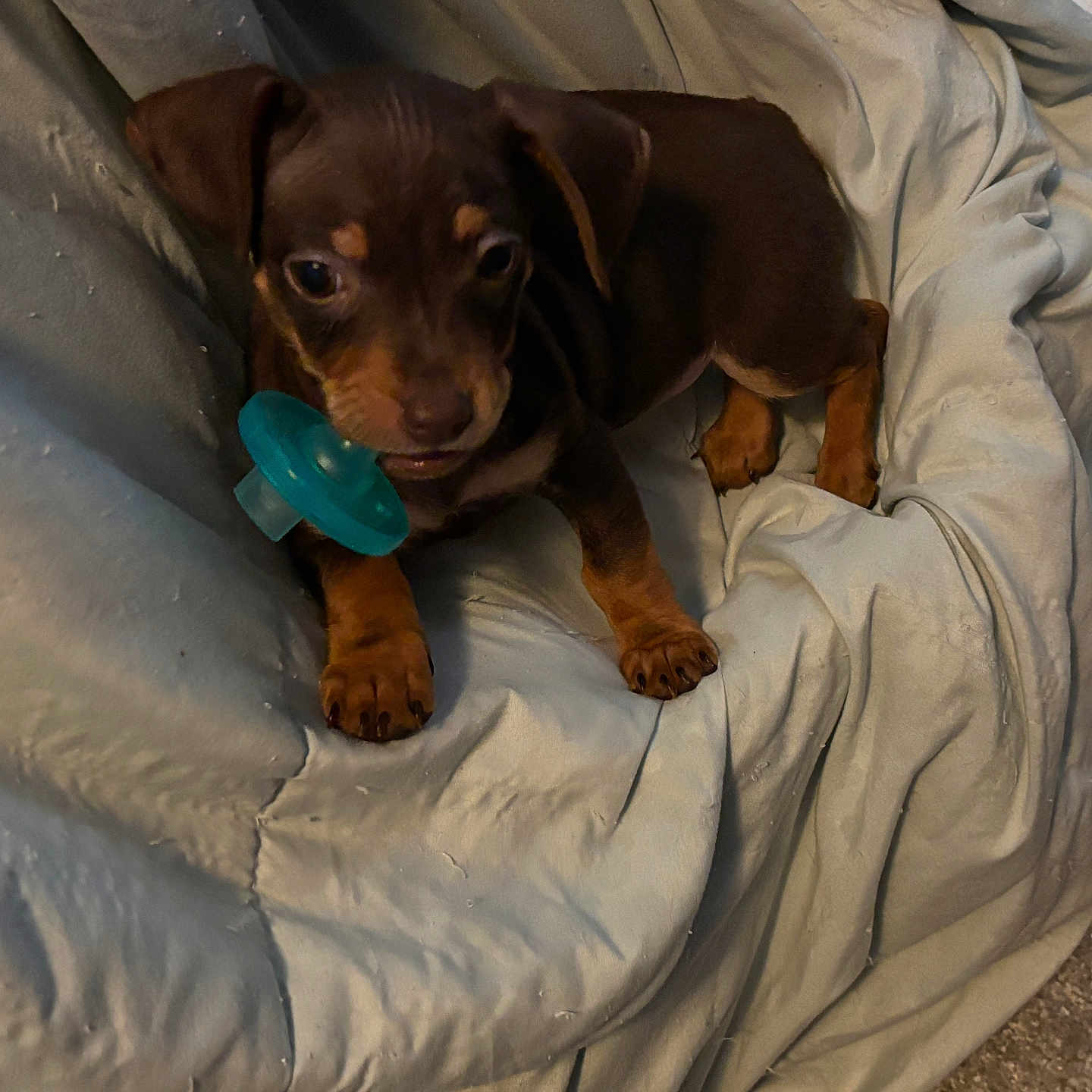 Cruz is registered to the contest to win money with this photo: animal, blanket, brown, carpet, cozy, cute, dog, domestic, ears, fur, indoor, pacifier, paw, pet, playful, puppy, resting, small, snout, young