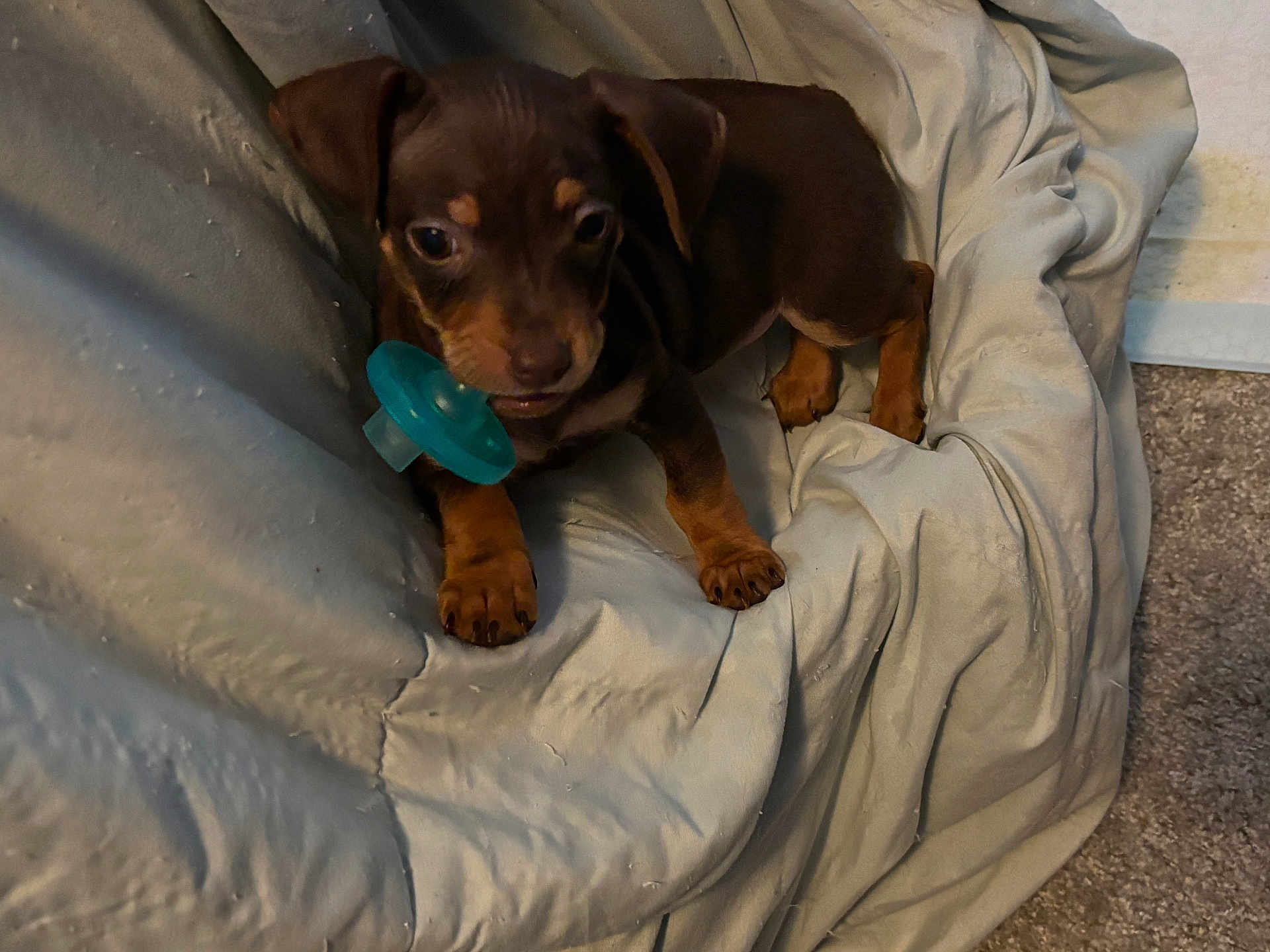 Cruz is registered to the contest to win money with this photo: animal, blanket, brown, carpet, cozy, cute, dog, domestic, ears, fur, indoor, pacifier, paw, pet, playful, puppy, resting, small, snout, young