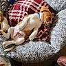dog, pet_bed, blanket, brown_and_white_dog, collar, carpet, indoor, relaxed, lying_down, small_dog, cozy, furniture, toy_rope, cheeky, resting, domestic, animal, cute, companion, home