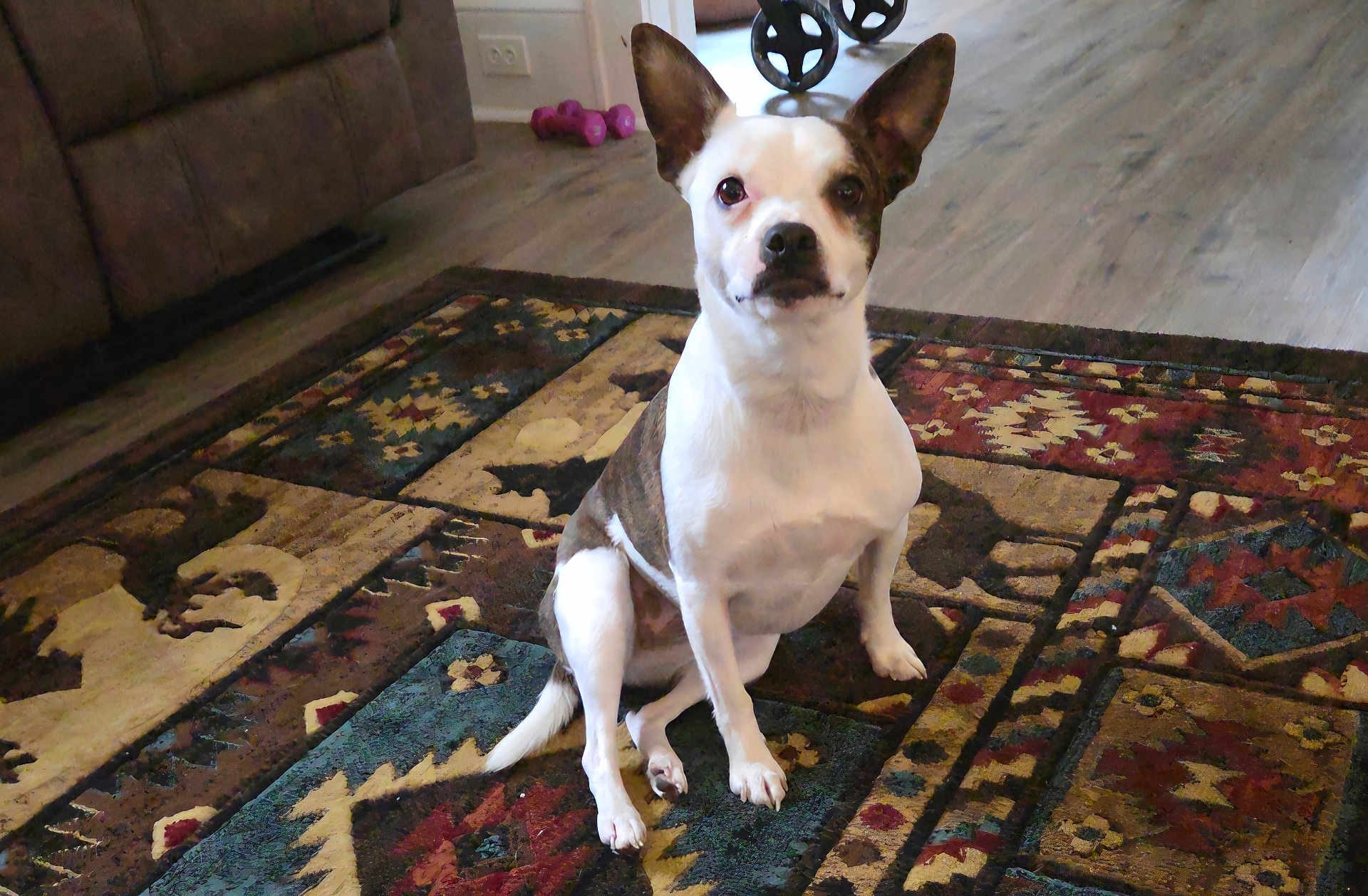 Maya is registered to the contest to win money with this photo: dog, pet, sitting, rug, indoor, ears, white_fur, brown_fur, paw, nose, eyes, looking_at_camera, home_interior, hardwood_floor, carpet, furniture, dumbbell, portrait, animal, canine