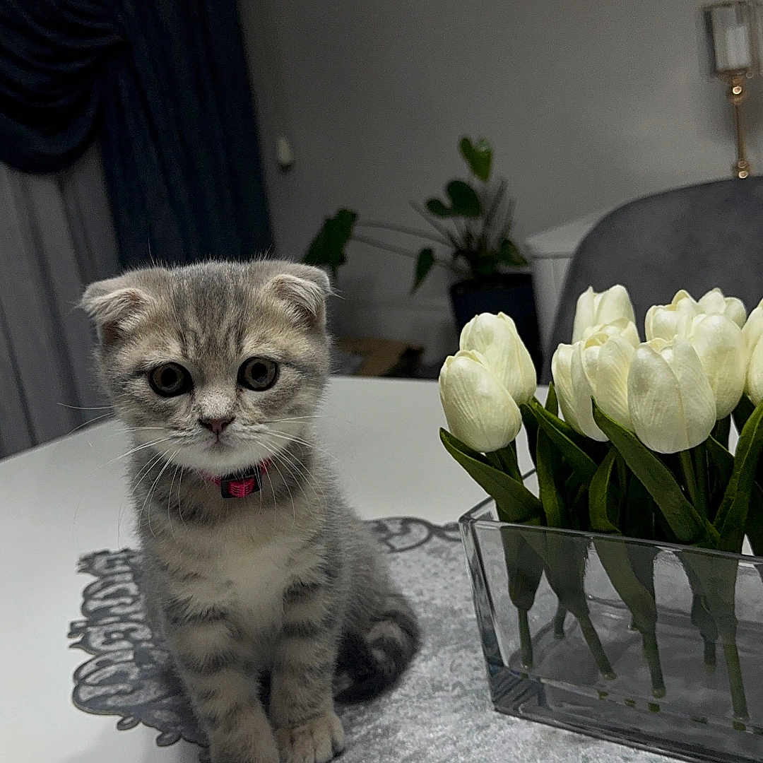 Pamuk a rejoint le concours — aidez-le/la à gagner de superbes lots ! abyssinian, animal, architecture, building, cat, flower, flowerarrangement, flowerbouquet, geranium, ikebana, kitten, manx, peony, pet, petal, plant, pottedplant, pottery, rose, tulip