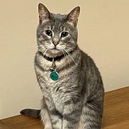 Kitty is registered to the contest to win money with this photo: cat, gray_tabby, pet, collar, tag, sitting, wooden_surface, indoor, feline, fur, whiskers, ears, calm, portrait, domestic_animal, animal, cute, eyes, tail, background