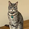 cat, gray_tabby, pet, collar, tag, sitting, wooden_surface, indoor, feline, fur, whiskers, ears, calm, portrait, domestic_animal, animal, cute, eyes, tail, background