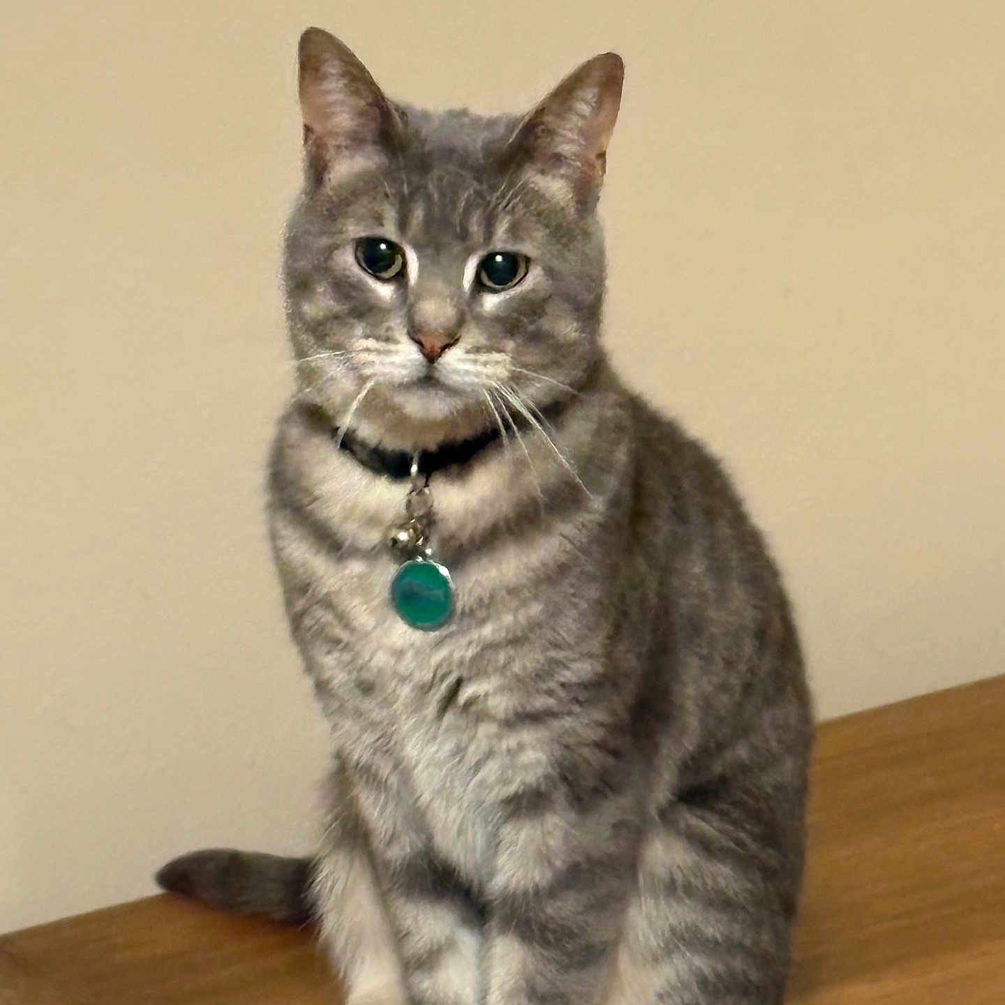 Kitty