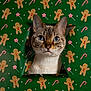 Suki joined the competition — help win amazing prizes! cat, blue_eyes, curious, wrapping_paper, gingerbread_men, candy_canes, holiday_theme, green_background, peeking, cute, pet, indoor, close_up, face, whiskers, festive, animal, tabby, portrait, holiday