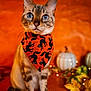 Suki joined the competition — help win amazing prizes! cat, blue_eyes, bandana, black_cat_pattern, orange_background, pumpkin, fall_leaves, fairy_lights, autumn, indoor, portrait, pet, animal, cute, feline, decor, seasonal, warm_colors, sitting, closeup