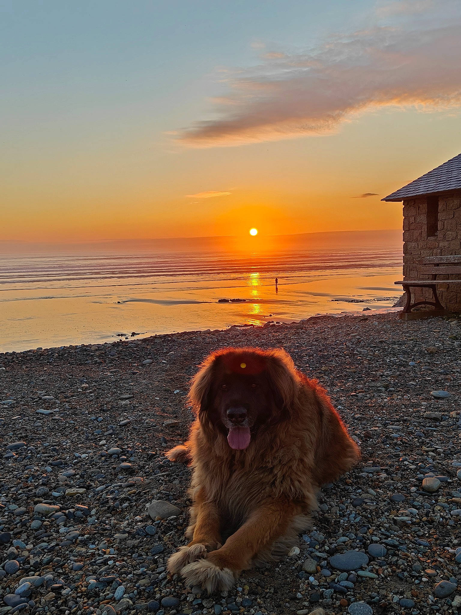 Normann participe au concours pour gagner de l'argent avec cette photo : afterglow, beach, building, calm, carnivore, cloud, companion_dog, dog, dog_breed, dusk, fawn, horizon, landscape, red_sky_at_morning, sky, sunlight, sunrise, sunset, water, wood