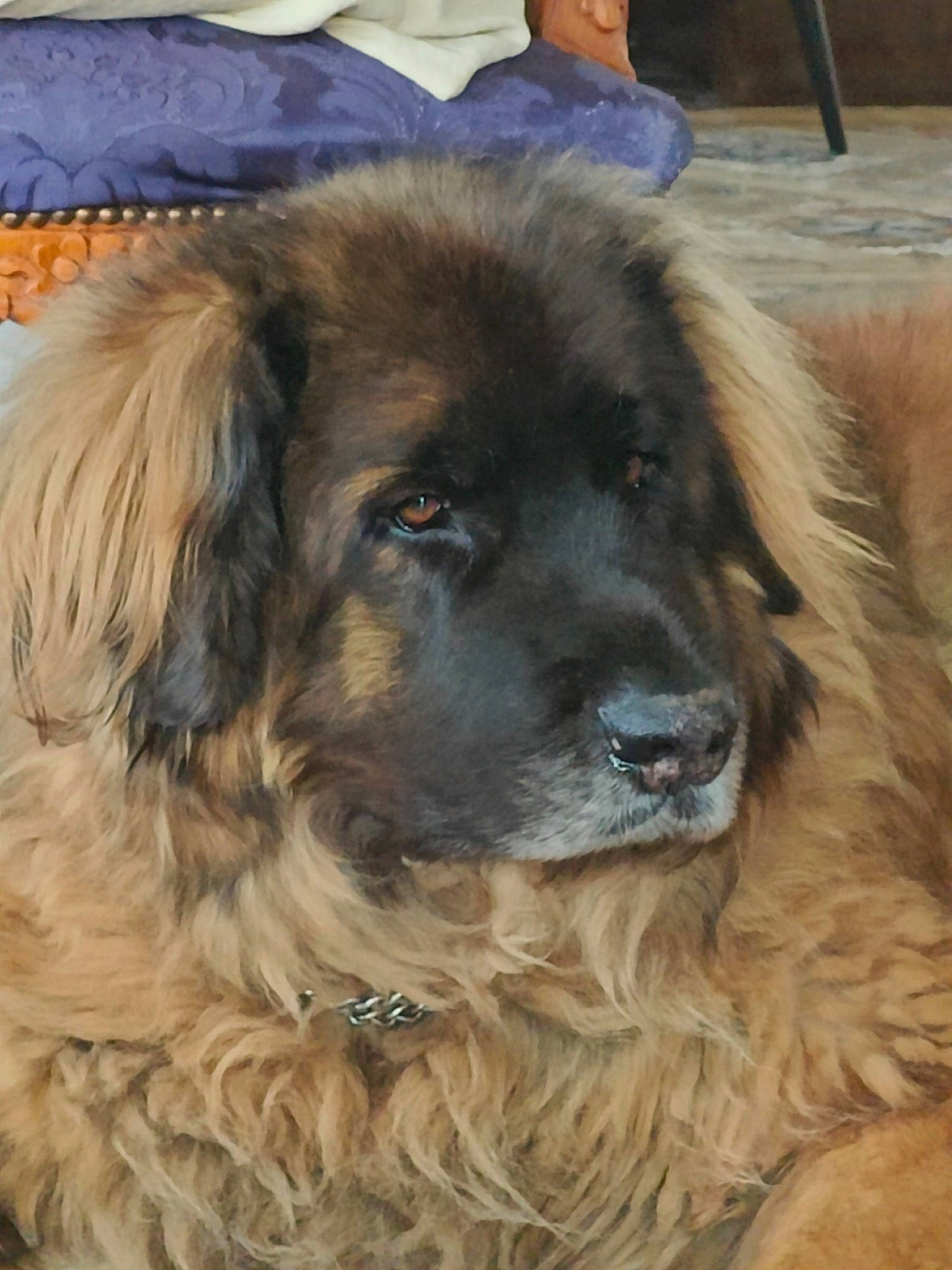 Normann a rejoint le concours — aidez-le/la à gagner de superbes lots ! ancient_dog_breeds, canidae, carnivore, companion_dog, dog, dog_breed, fur, gaddi_kutta, giant_dog_breed, gun_dog, liver, snout, sporting_group, terrestrial_animal, tibetan_mastiff, working_animal, working_dog