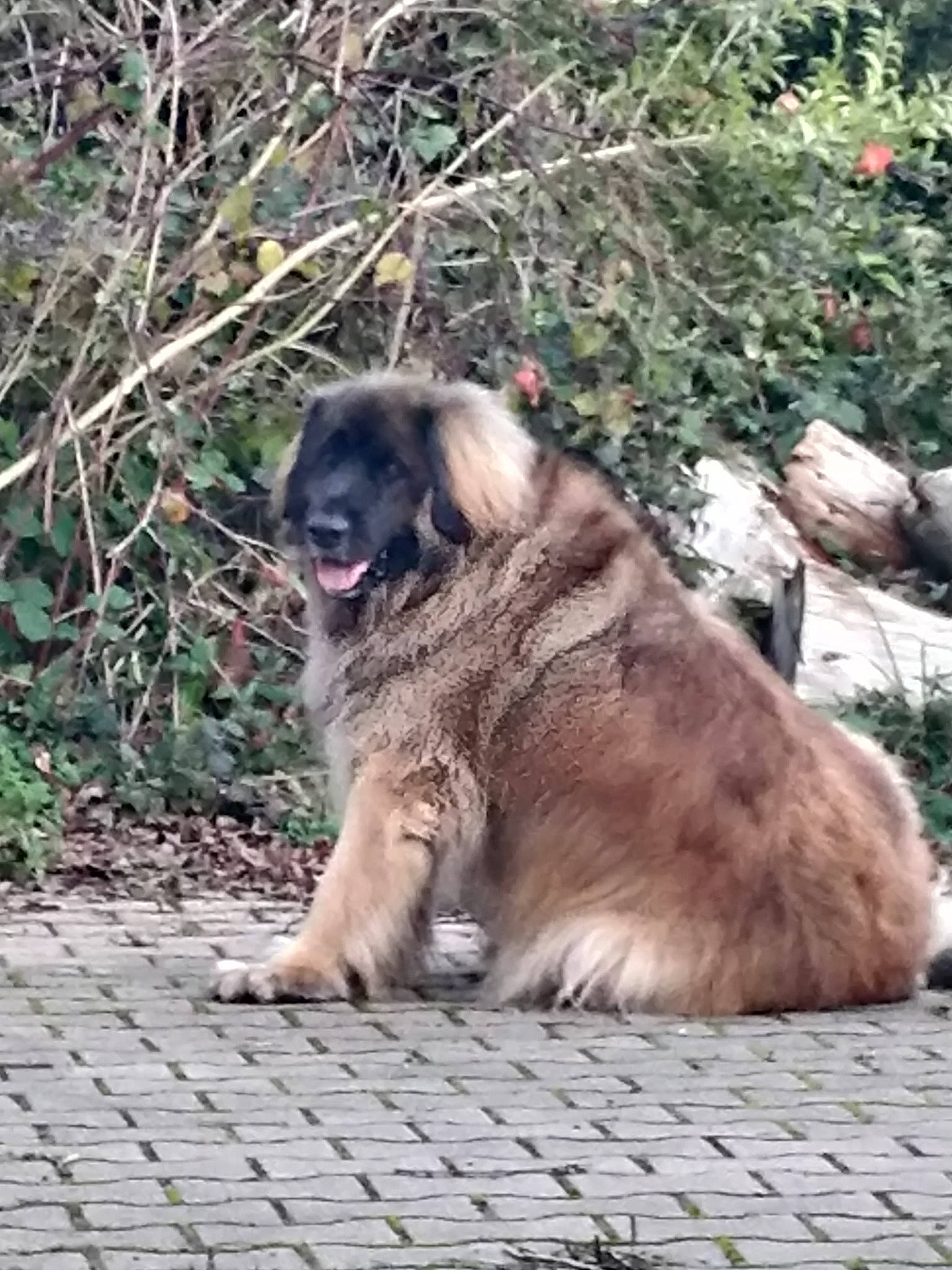 Normann a rejoint le concours — aidez-le/la à gagner de superbes lots ! canidae, carnivore, carpathian_shepherd_dog, companion_dog, dog, dog_breed, fur, grass, plant, tail, terrestrial_animal, tree, working_dog