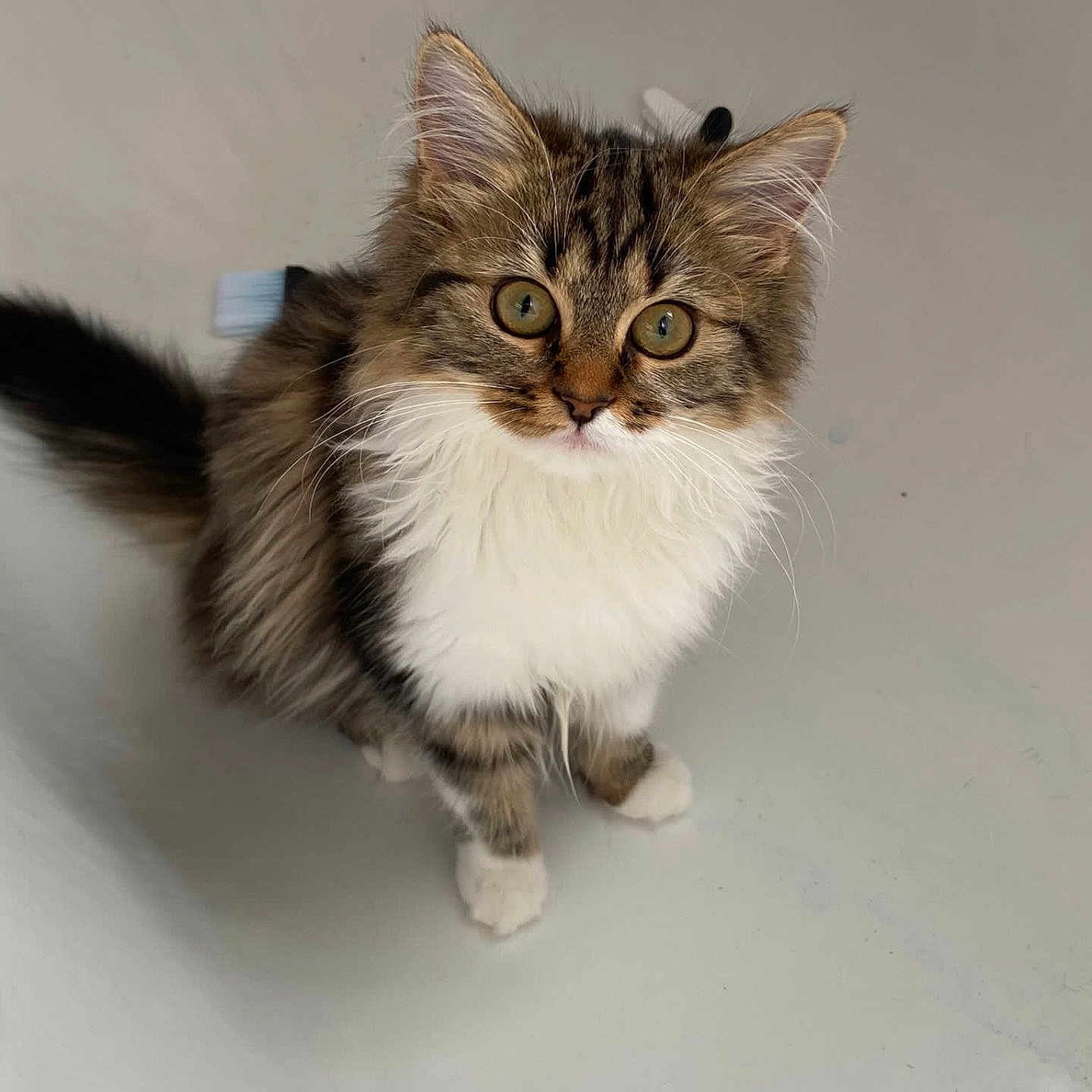 Angel joined the competition — help win amazing prizes! adorable, animal, cat, closeup, curious_eyes, cute, ears, fluffy, fur, indoor, kitten, pet, portrait, sitting, small, tabby, tail, whiskers, white_paws, young