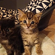 Hayko participe au concours pour gagner de l'argent avec cette photo : kitten, cat, pet, animal, feline, tortoiseshell, striped, young, cute, indoor, towel, bed, pillow, pattern, floor, closeup, eyes, whiskers, fur, small
