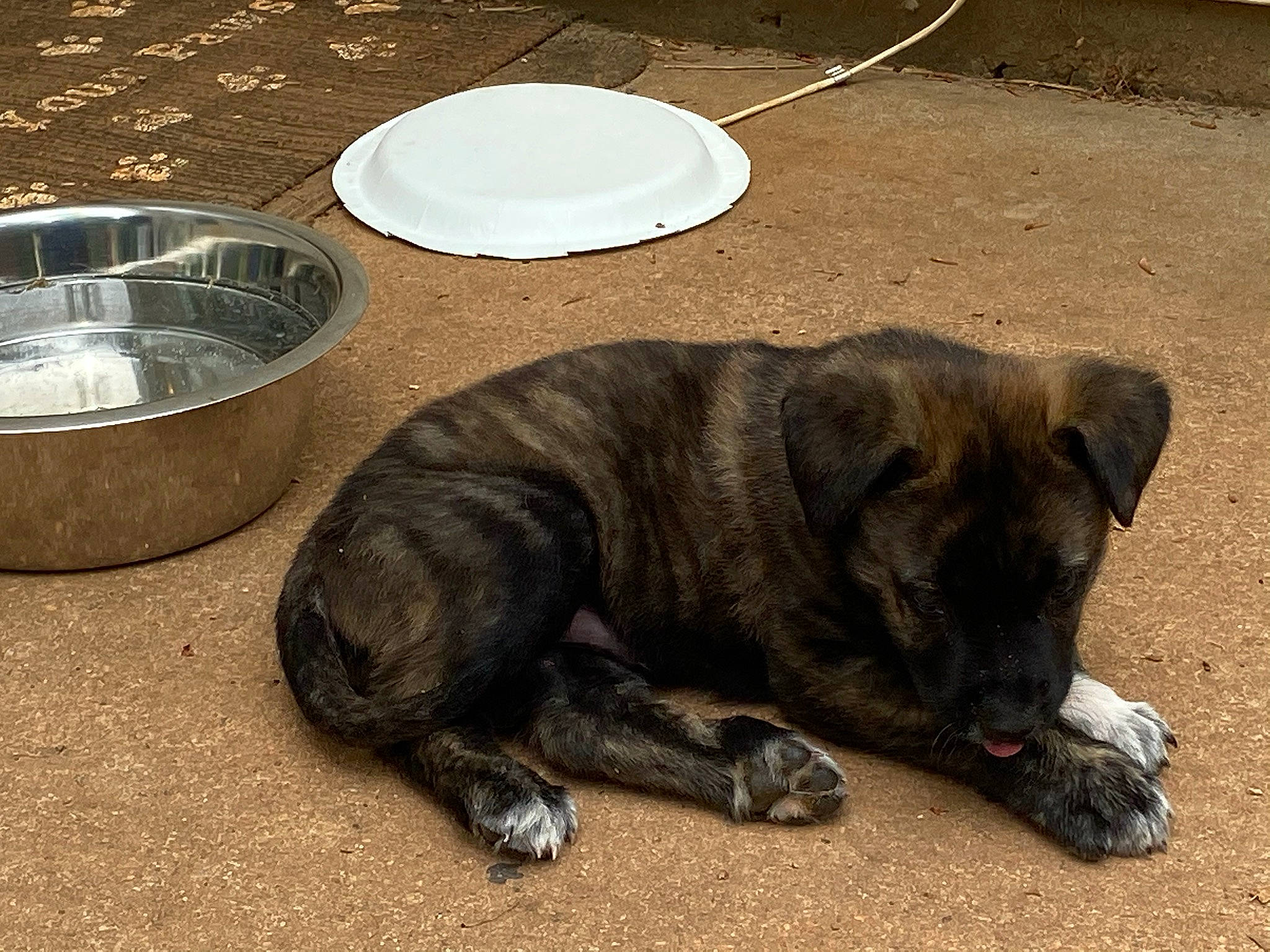 Koda joined the competition — help win amazing prizes! carnivore, companion_dog, dog, dog_breed, fur, guard_dog, metal, nap, non_sporting_group, paw, serveware, snout, sporting_group, street_dog, table, tail, terrestrial_animal, working_animal, working_dog