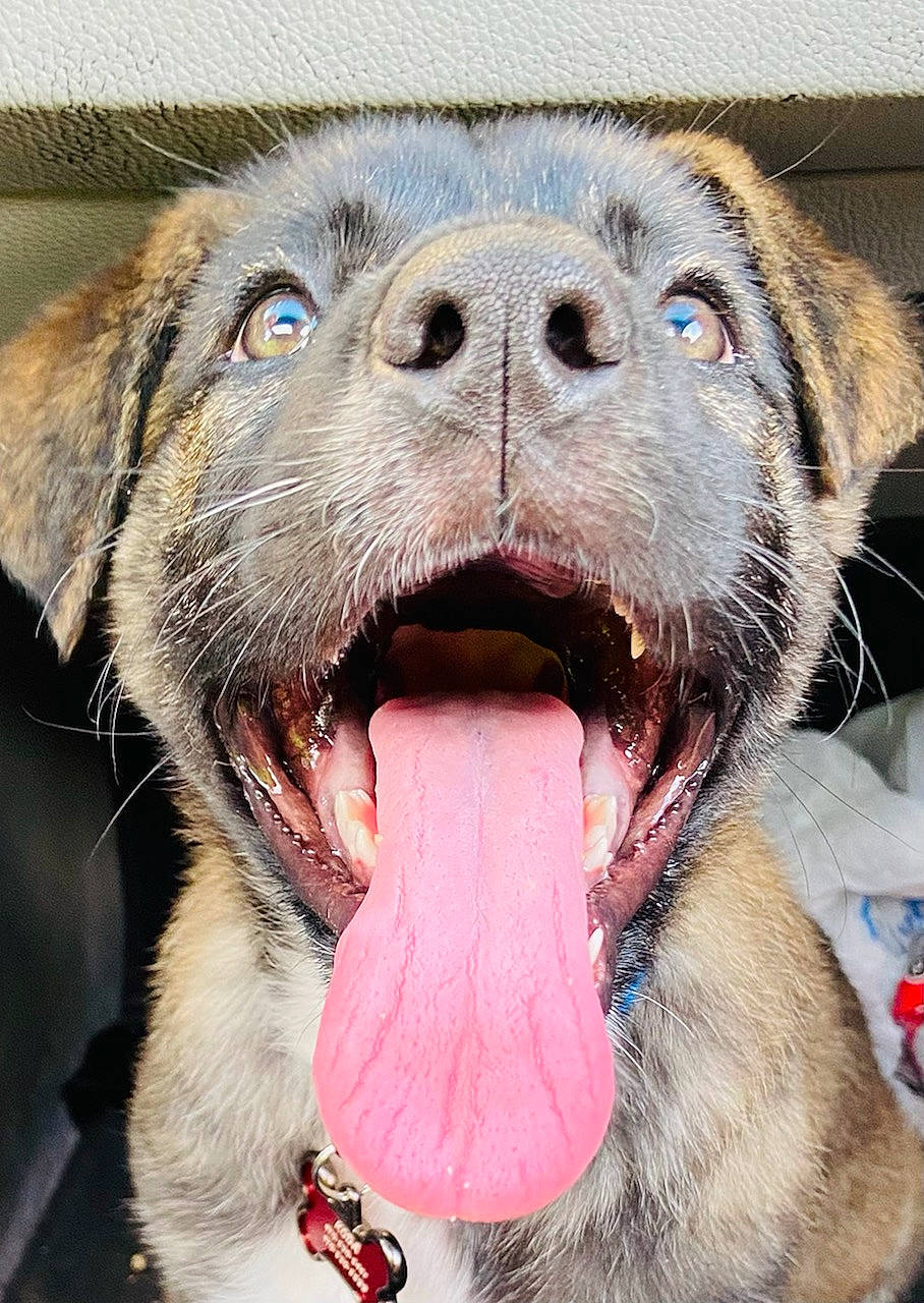 Koda joined the competition — help win amazing prizes! canidae, carnivore, close_up, companion_dog, dog, dog_breed, fang, fawn, fur, jaw, liver, marine_mammal, paw, snout, sporting_group, terrestrial_animal, whiskers, wildlife, working_animal, yawn