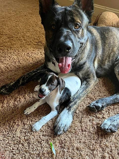 Koda joined the competition — help win amazing prizes! adventure, canidae, carnivore, collar, companion_dog, dog, dog_breed, herding_dog, non_sporting_group, paw, snout, soil, sporting_group, working_animal, working_dog