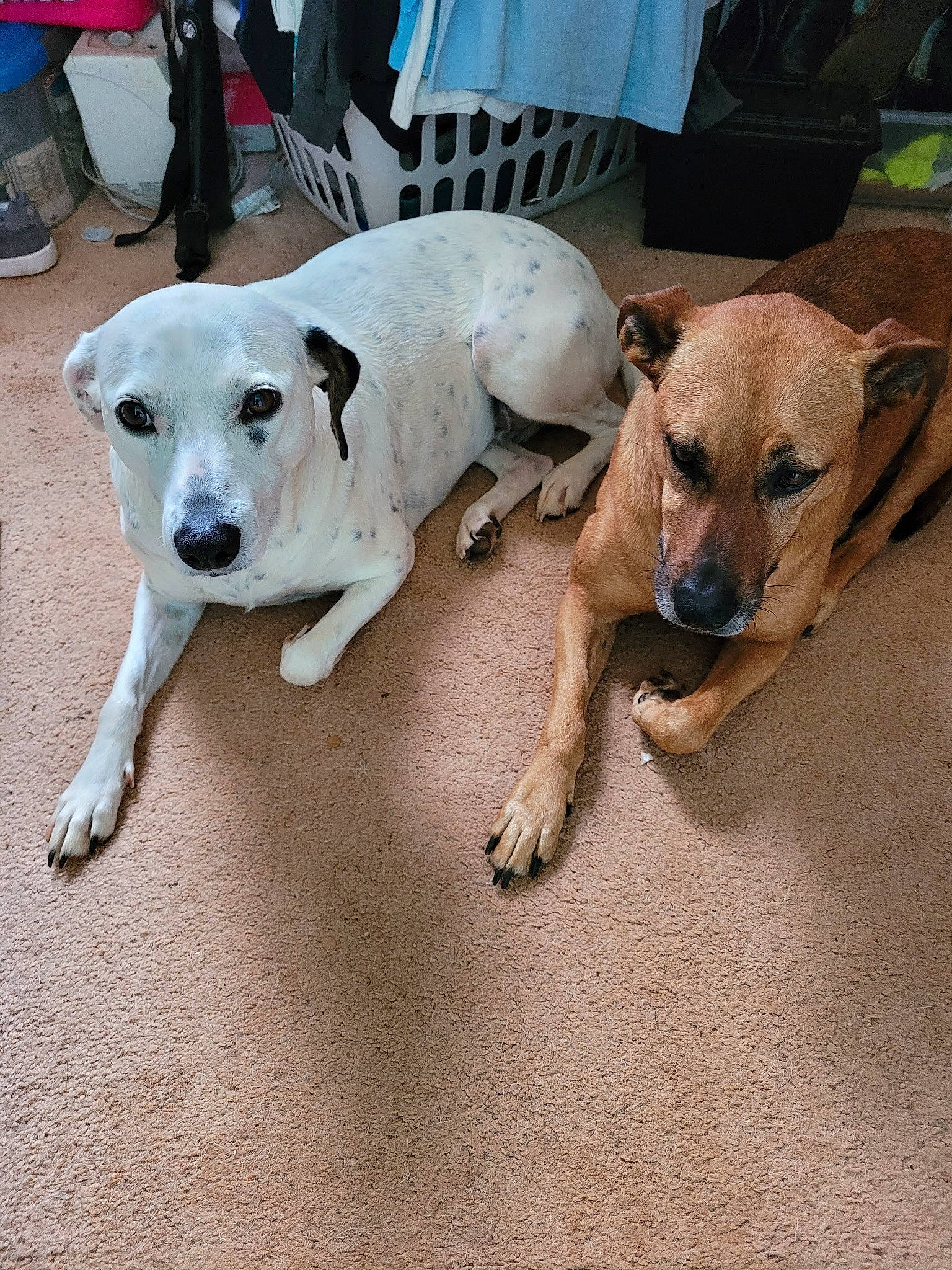 Phoenix joined the competition — help win amazing prizes! canidae, carnivore, collar, companion_dog, dog, dog_breed, dog_collar, dog_supply, fawn, flooring, guard_dog, non_sporting_group, paw, pet_supply, snout, sporting_group, tail, working_animal, working_dog