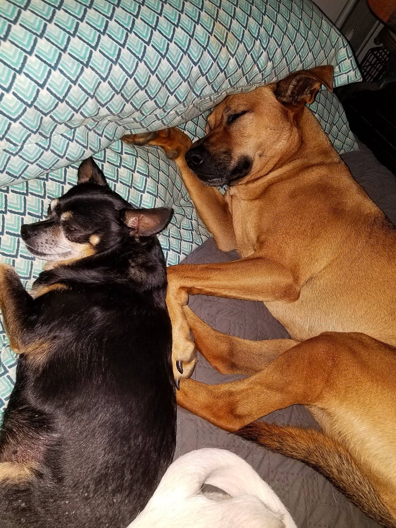 Phoenix is registered to the contest to win money with this photo: canidae, carnivore, collar, comfort, companion_dog, dog, dog_breed, dog_supply, fawn, felidae, fur, mesh, paw, pet_supply, snout, sporting_group, tail, toy_dog, whiskers, working_animal