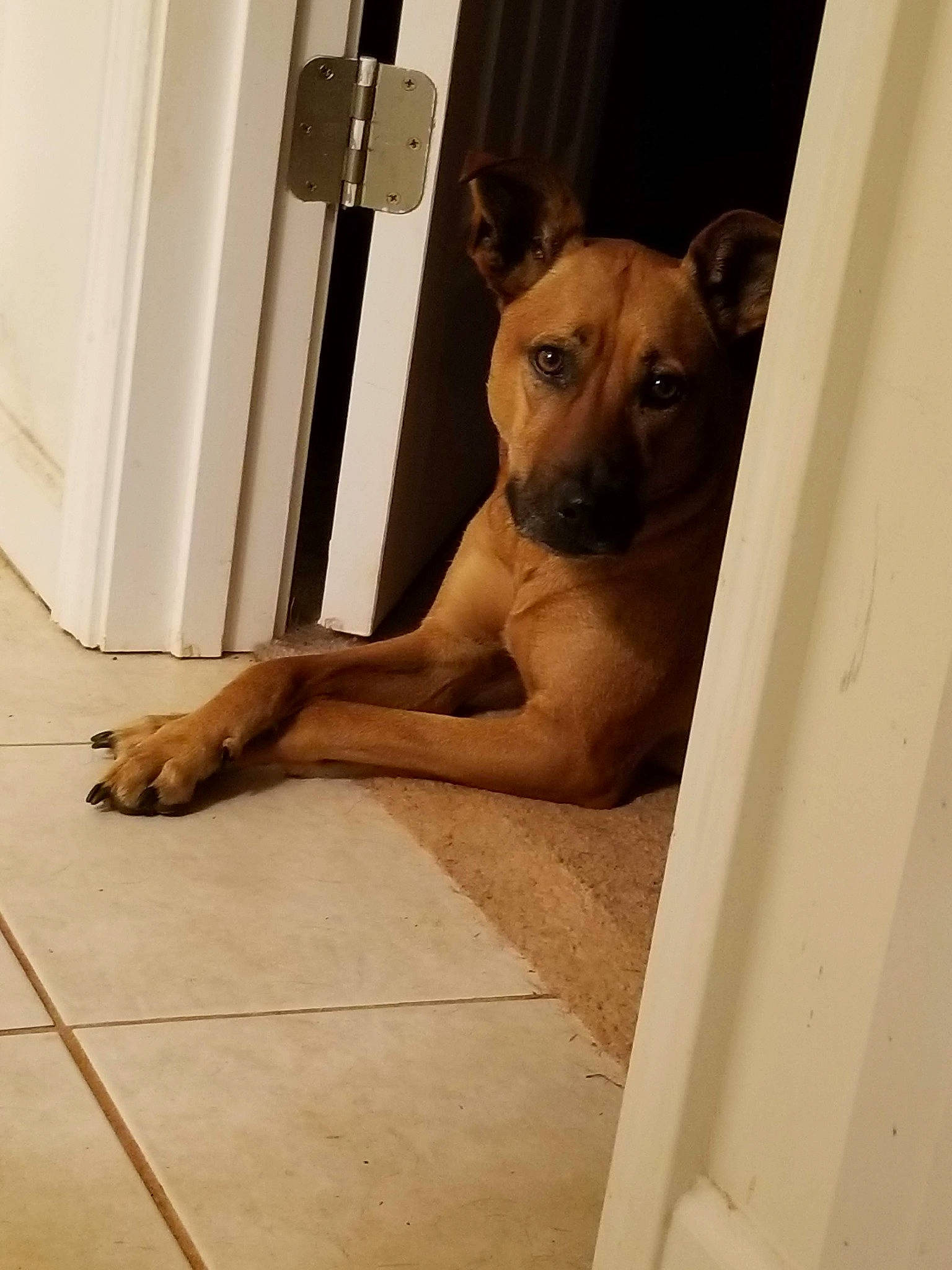 Phoenix is registered to the contest to win money with this photo: canidae, carnivore, companion_dog, dog, dog_breed, door, fawn, floor, flooring, foot, guard_dog, hardwood, home_door, human_leg, paw, snout, tail, wood, working_animal, working_dog