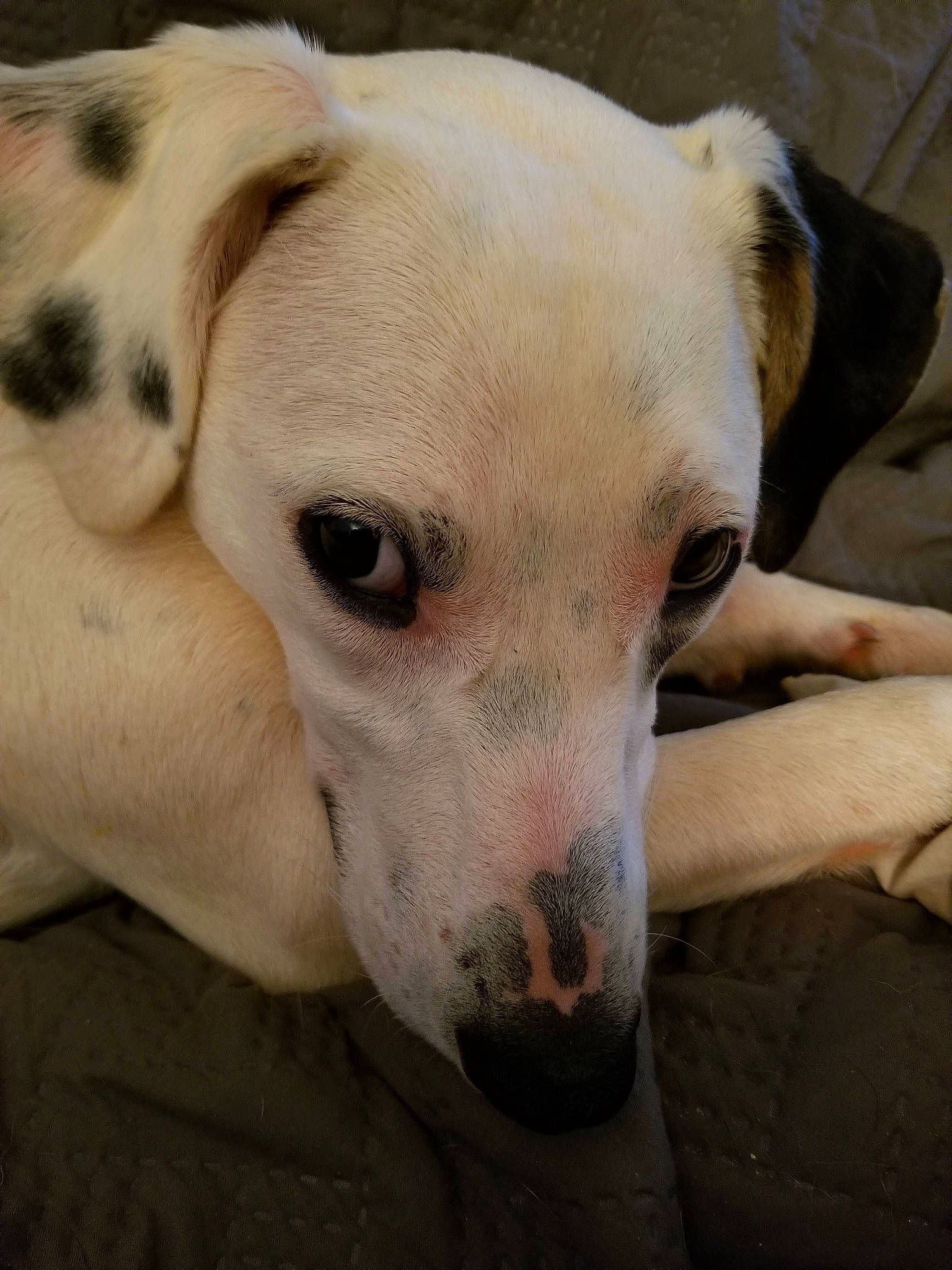 Willow Lee joined the competition — help win amazing prizes! bored, canidae, carnivore, comfort, companion_dog, dog, dog_breed, ear, eye, fawn, fur, head, non_sporting_group, snout, sporting_group, terrestrial_animal, toy_dog, whiskers, working_animal