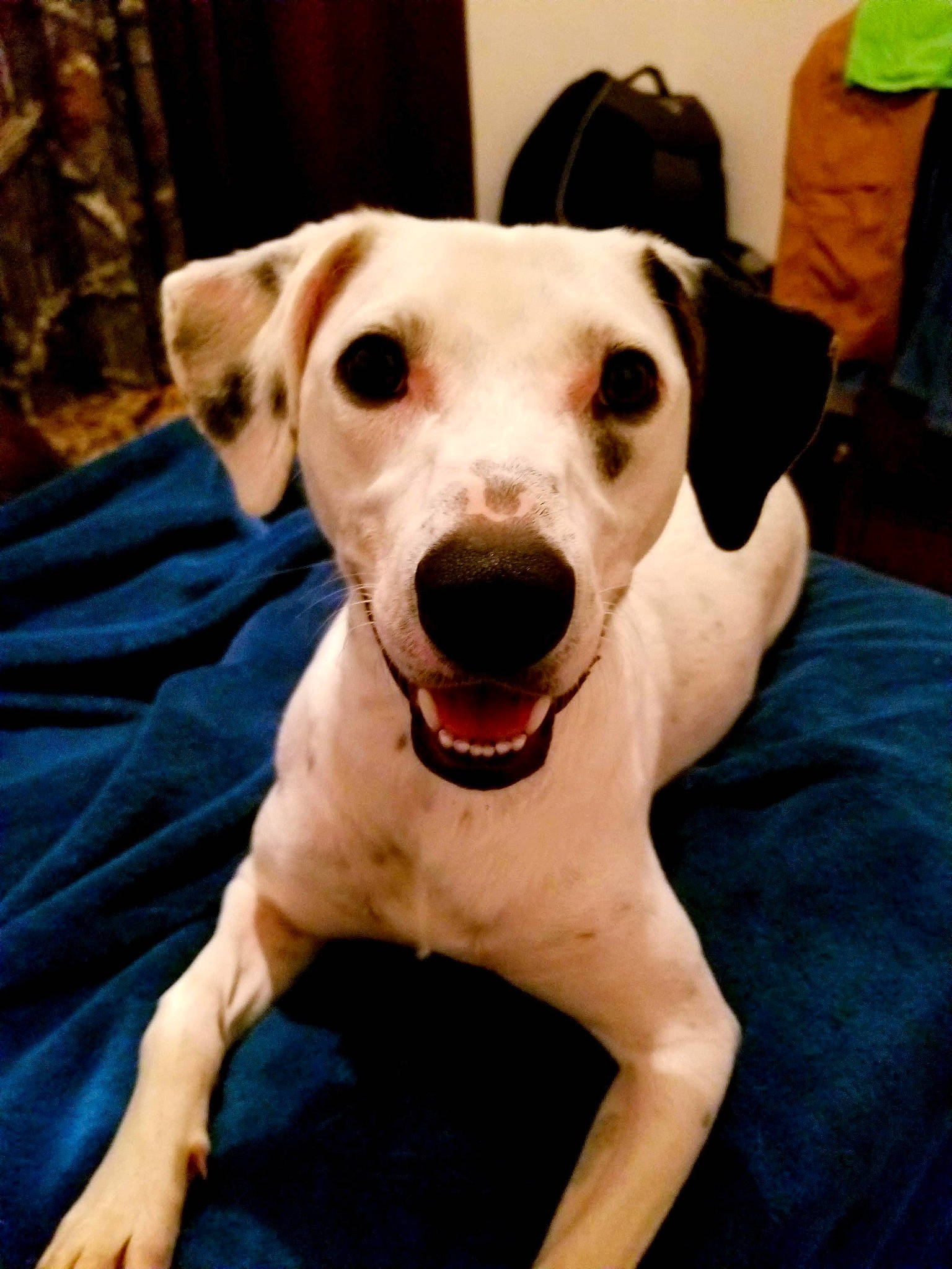 Willow Lee joined the competition — help win amazing prizes! canidae, carnivore, collar, companion_dog, dog, dog_breed, dog_clothes, dog_collar, dog_supply, ear, eye, fawn, fur, head, pet_supply, smile, snout, sporting_group, whiskers, working_animal