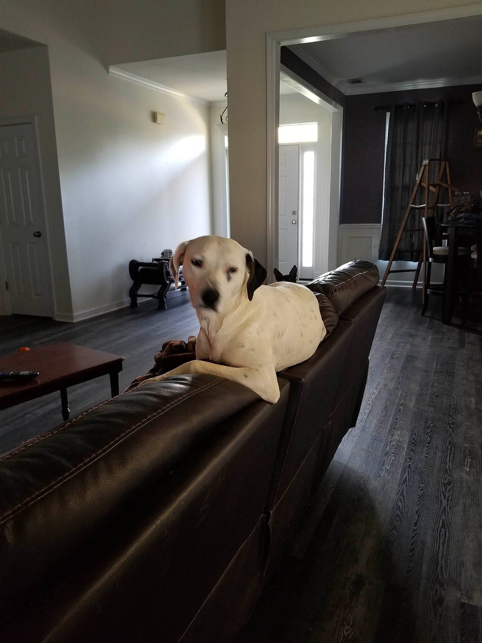 Willow Lee is registered to the contest to win money with this photo: carnivore, ceiling, comfort, companion_dog, couch, dog, dog_breed, door, fawn, floor, flooring, furniture, hardwood, living_room, room, sporting_group, studio_couch, table, wood, wood_flooring