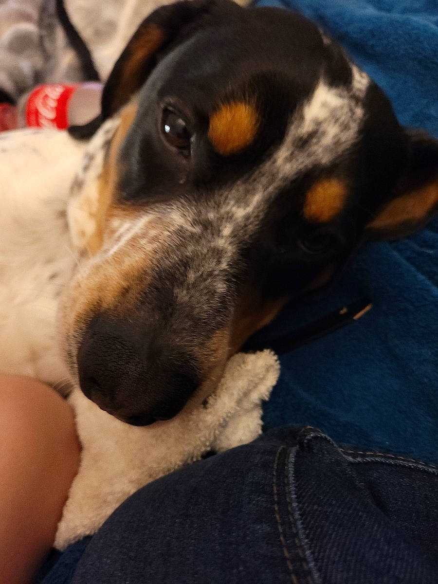 Ash joined the competition — help win amazing prizes! carnivore, chilean_fox_terrier, comfort, companion_dog, dog, dog_breed, fur, guard_dog, hound, hunting_dog, paw, puppy, puppy_love, scent_hound, sporting_group, toy_dog, whiskers, working_animal, working_dog